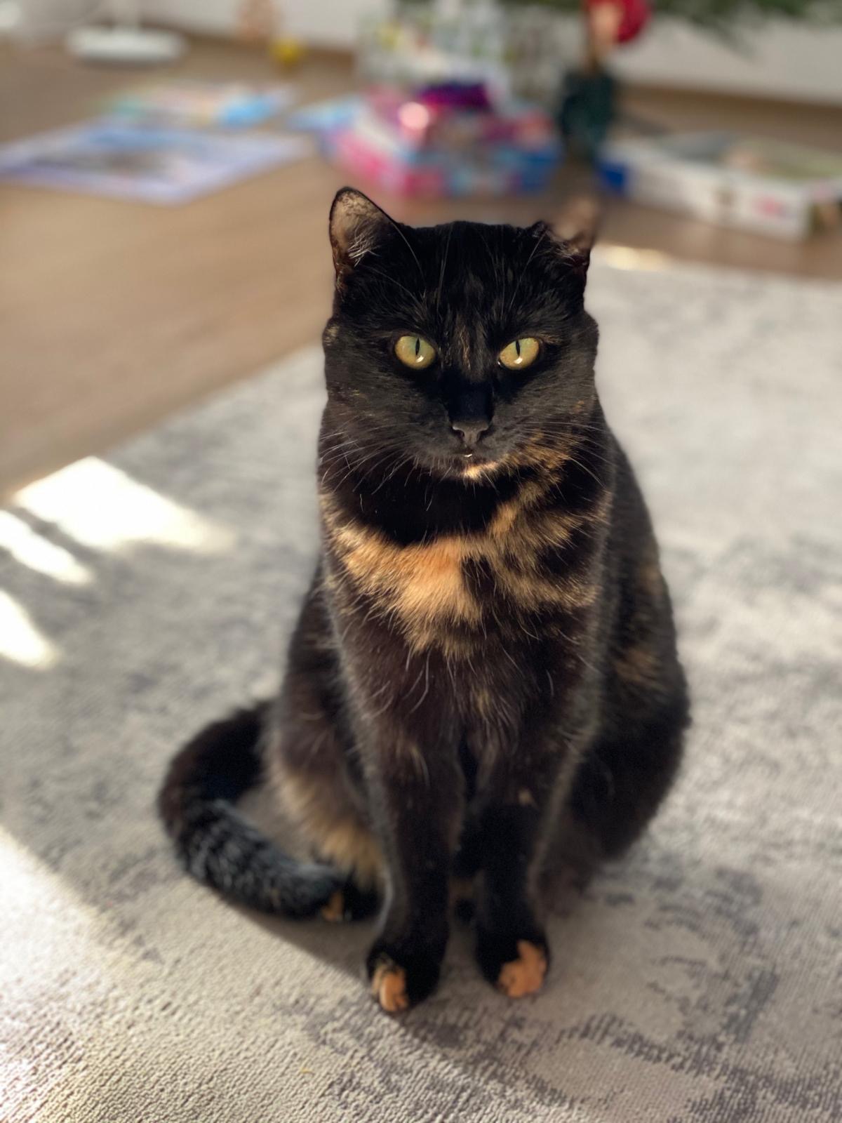 Katze